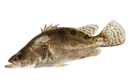 怎樣吃魚最有營養(yǎng)？喝魚湯會致高脂血癥嗎？