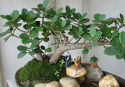 桂花樹(shù)可以種在室內(nèi)嗎？桂花樹(shù)適合在室內(nèi)嗎？