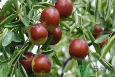 冬棗能泡茶喝嗎？泡茶喝用干冬棗好還是新鮮冬棗好？