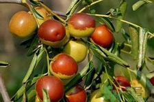 冬棗能泡茶喝嗎？泡茶喝用干冬棗好還是新鮮冬棗好？