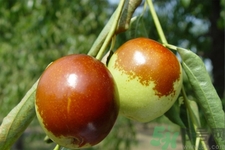 吃冬棗能補(bǔ)血嗎？吃冬棗為什么能補(bǔ)血？
