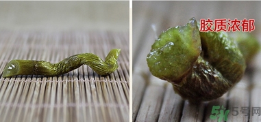 鐵皮楓斗怎么吃？鐵皮楓斗功效與作用