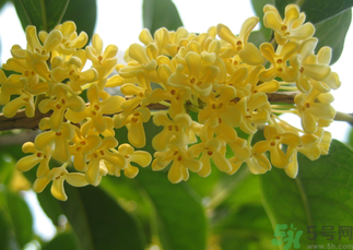 桂花和菊花可以一起泡茶嗎？桂花可以和能一起喝嗎？