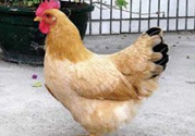 三黃雞多少錢一斤？三黃雞多少錢一只？