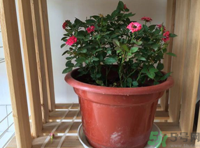 月季花可以放在室內(nèi)嗎？月季花放在室內(nèi)好嗎？