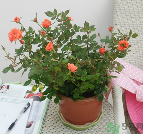 月季花可以放在室內(nèi)嗎？月季花放在室內(nèi)好嗎？