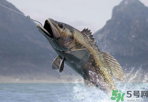 秋天釣魚(yú)用什么打窩?秋天釣鯉魚(yú)用什么打窩? 秋天釣魚(yú)用什么打窩?秋天釣鯉魚(yú)用什么打窩?