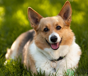 狂犬病的潛伏期最長(zhǎng)多長(zhǎng)？狗咬了會(huì)得狂犬病嗎？