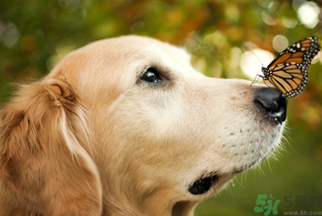 狂犬病的潛伏期最長(zhǎng)多長(zhǎng)？狗咬了會(huì)得狂犬病嗎？