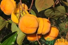 柿子和香蕉能一起吃嗎？柿子和香蕉一起吃會(huì)中毒嗎？