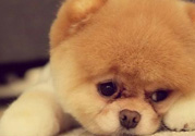 狂犬病的潛伏期最長多長？狗咬了會得狂犬病嗎？