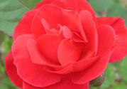 月季花可以放在室內(nèi)嗎？月季花放在室內(nèi)好嗎？