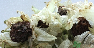 雪蓮花怎么吃？雪蓮花的功效作用