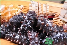 吃海參有什么講究嗎？與海參相克的食物禁忌