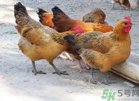 土雞多少錢一斤？土雞多少錢一只？