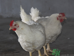 肉雞多少錢一斤？肉雞價(jià)格行情