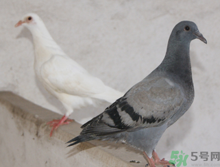 鴿子多少錢一只？鴿子多少錢一斤？