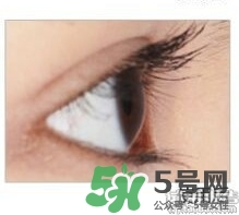 圣雪蘭睫毛增長(zhǎng)液多少錢(qián)?圣雪蘭睫毛增長(zhǎng)液專柜價(jià)格