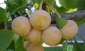 白果可以天天吃嗎？白果吃多了會(huì)怎么樣？