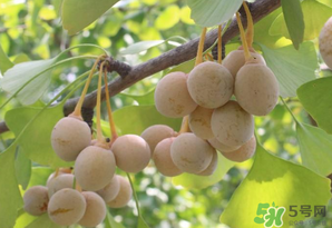 白果可以天天吃嗎？白果吃多了會(huì)怎么樣？