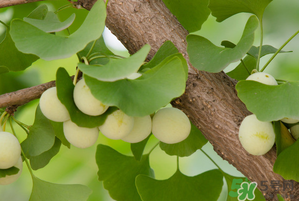 吃白果有什么好處和壞處？吃白果有什么作用？