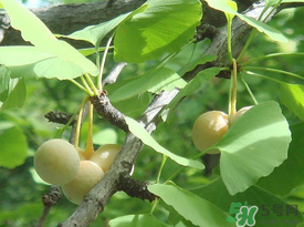 吃白果會(huì)過(guò)敏嗎？吃白果過(guò)敏了怎么辦？