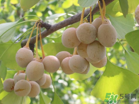 吃白果會(huì)過(guò)敏嗎？吃白果過(guò)敏了怎么辦？