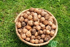 膽結(jié)石能吃核桃嗎？吃核桃能治膽結(jié)石嗎？