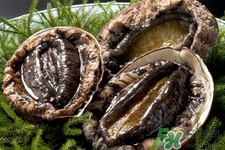 鮑魚死后可以放幾天？鮑魚死后多久不能吃？
