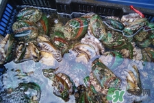 男人吃鮑魚能補腎嗎？腎虛能吃鮑魚嗎？