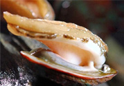 男人吃鮑魚能補(bǔ)腎嗎？腎虛能吃鮑魚嗎？