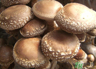 吃香菇有什么好處？吃香菇有什么壞處？