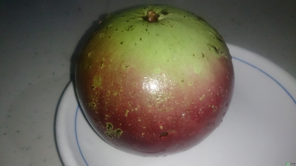 牛奶果怎么吃？牛奶果的功效與作用