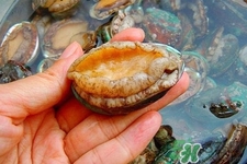 生蠔和鮑魚哪個(gè)更好吃？鮑魚和生蠔的區(qū)別