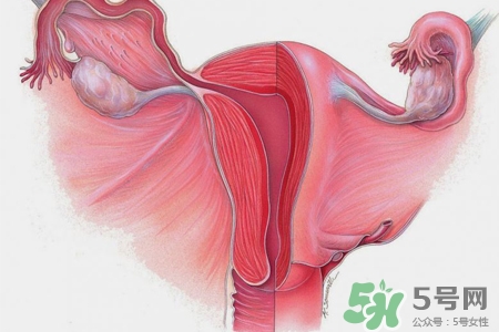 子宮小會(huì)影響生育嗎？子宮小會(huì)導(dǎo)致不孕嗎？