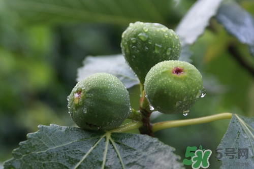無(wú)花果可以和螃蟹一起吃嗎?無(wú)花果和螃蟹一起吃會(huì)怎么樣