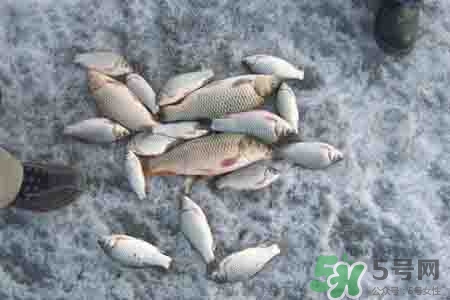 立冬釣魚(yú)如何防止小魚(yú)鬧窩?立冬前后怎樣釣魚(yú)? 立冬釣魚(yú)如何防止小魚(yú)鬧窩?立冬前后怎樣釣魚(yú)?