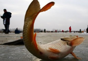 冬天釣魚用什么餌料？冬天釣魚用什么小藥？