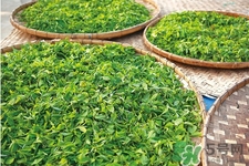 冬天可以喝綠茶嗎？冬天喝綠茶好還是紅茶好？