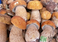 雞樅菌的營養(yǎng)價(jià)值 雞樅菌的功效與作用
