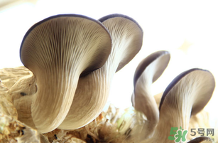 平菇不能和什么一起吃？平菇不能與什么同食？