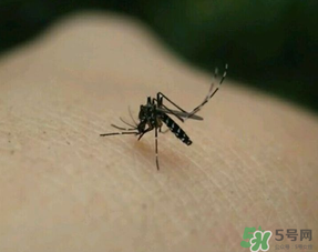 冬天有蚊子嗎？為什么冬天還有蚊子？