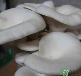 平菇可以放冰箱嗎？平菇在冰箱可以放幾天？