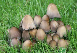 草菇不能和什么一起吃？草菇和什么相克？