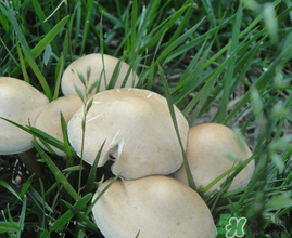 草菇不能和什么一起吃？草菇和什么相克？