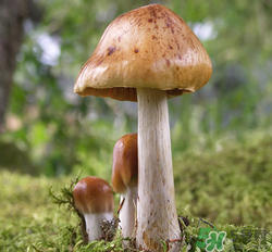 蘑菇可以放冰箱嗎？蘑菇放冰箱長毛了能吃嘛？