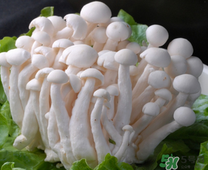 白玉菇孕婦能吃嗎？孕婦可以吃白玉菇嗎？