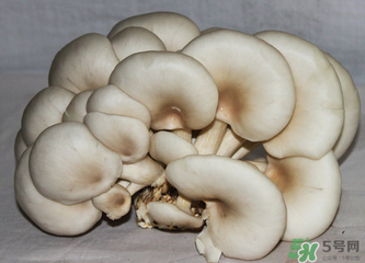 平菇怎么保存？平菇能放幾天？