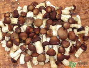 草菇可以放冰箱嗎？草菇放冰箱還能吃嗎？