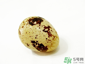 鵪鶉蛋不能和什么一起吃？鵪鶉蛋不能與什么同食？